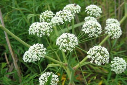 Boligoli plant is used to treat prostatitis